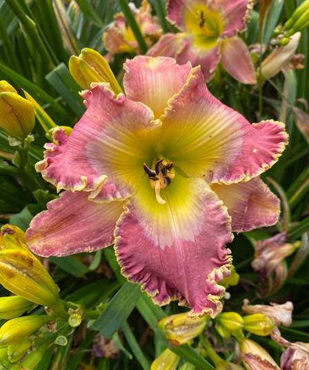 A pink and yellow flower

Description automatically generated