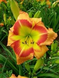 Daylily