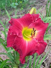 Daylily