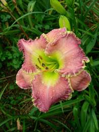 Daylily