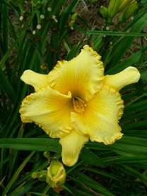 Daylily