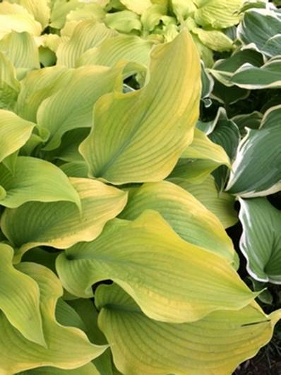 Hosta Gilding the Lily