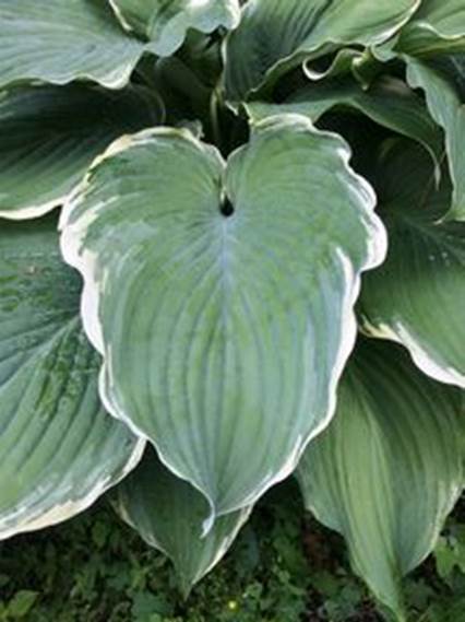 A picture containing plant, green, vegetable, leaf

Description automatically generated