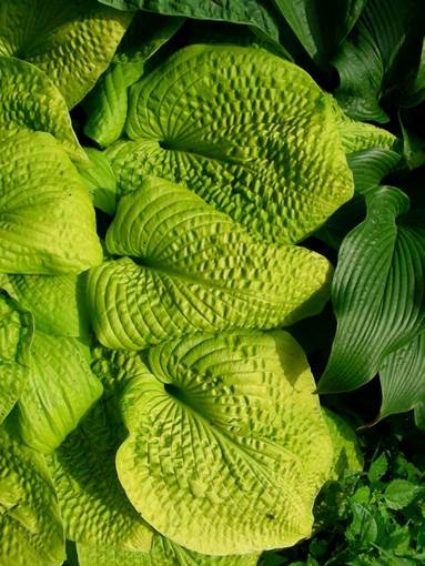 A group of green plants

Description automatically generated