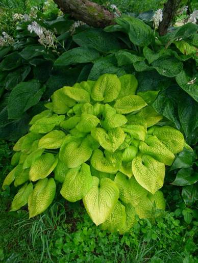 A row of green plants

Description automatically generated