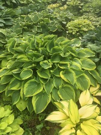 A close up of a green plant

Description automatically generated