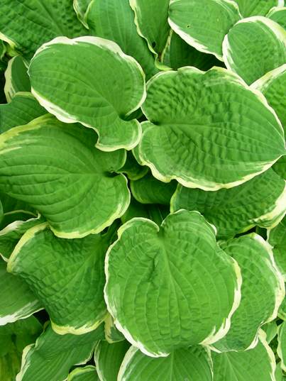 Hosta RSVP