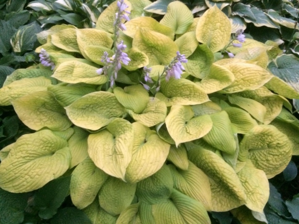 A picture containing plant, green, vegetable, close
Description automatically generated