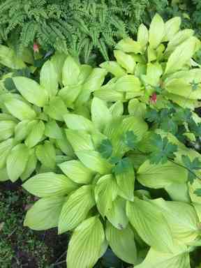 A group of green plants
Description automatically generated