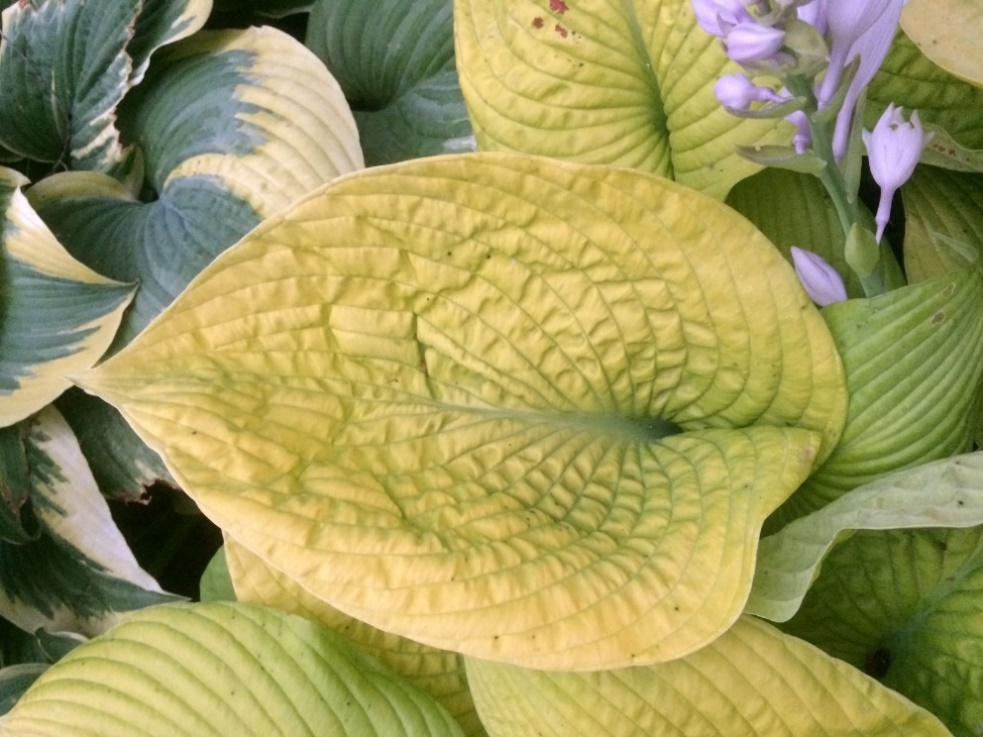A close up of a green plant
Description automatically generated