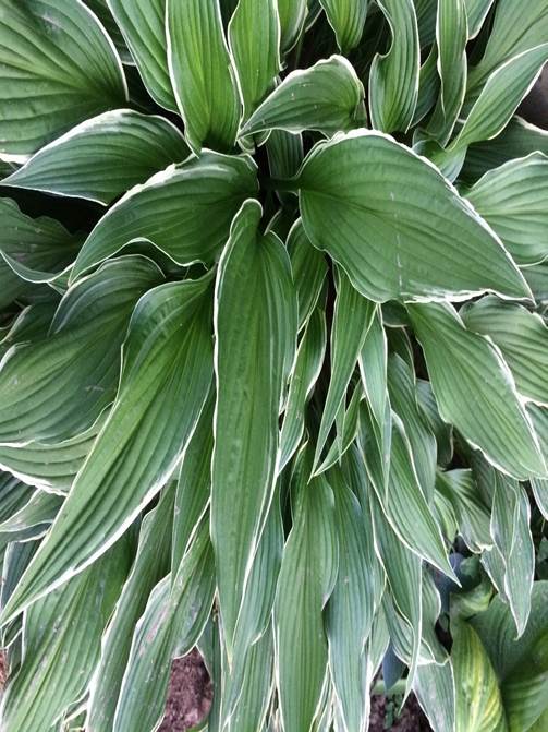 Close-up of a large leaf

Description automatically generated