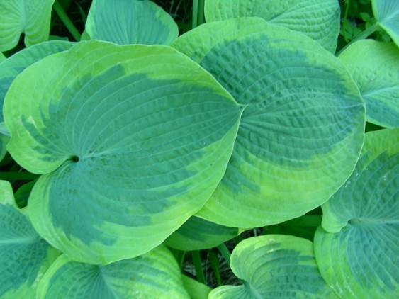 A pile of green plants
Description automatically generated