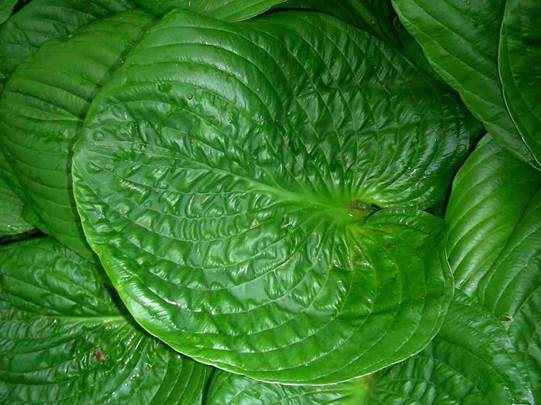 Hosta Gilding the Lily