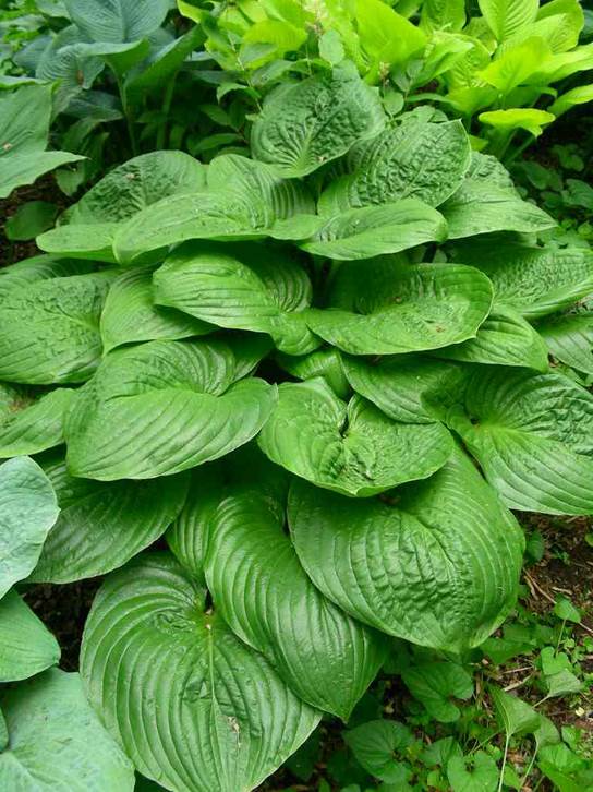 A picture containing vegetable, plant, leaf, large
Description automatically generated