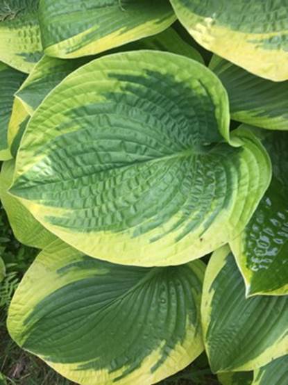 A close up of a green plant

Description automatically generated