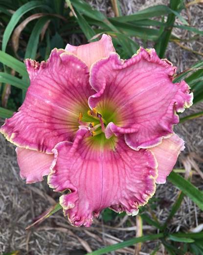 A close up of a flower

Description automatically generated