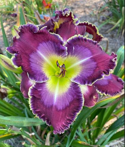 Daylily